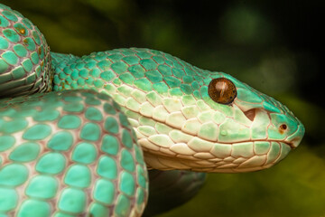 close up of pit viper snake