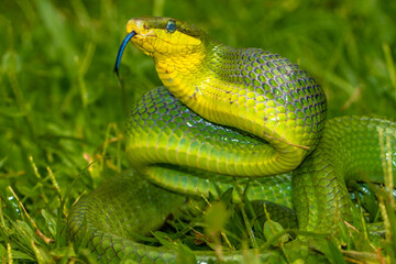 the green Gonyosoma oxycephalum snake in grass