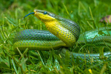 the green Gonyosoma oxycephalum snake in grass