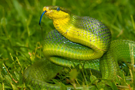 the green Gonyosoma oxycephalum snake in grass