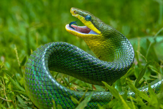 the green Gonyosoma oxycephalum snake in grass