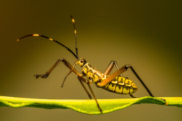 thr Leptocorisa Acuta in garden
