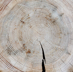 cross section of tree trunk