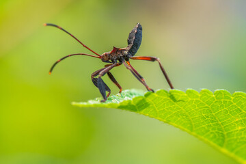 thr Leptocorisa Acuta in garden