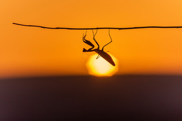 Sunset with the praying mantis (mantis religiosa).