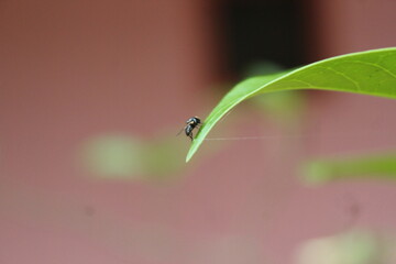 ladybird on leaf
