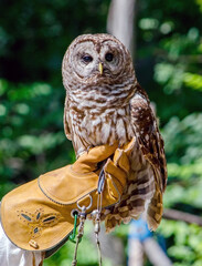 Barred owl sitting on a gloved hand of a handler 