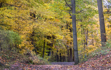 Beautiful green and gold forest during autumn in Michigan USA