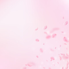 Sakura petals falling down. Romantic pink flowers 
