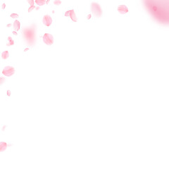 Sakura petals falling down. Romantic pink flowers 