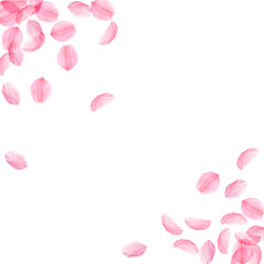 Sakura petals falling down. Romantic pink silky bi