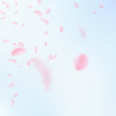 Sakura petals falling down. Romantic pink flowers 