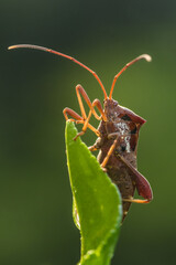 thr Leptocorisa Acuta in garden
