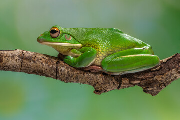 the white lipped frog
