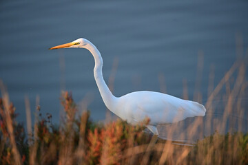 Great Egret Walking along the lake shore