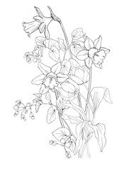 Bouquet of daffodils and tulips. Flower isolated vector linart black and white graphics.