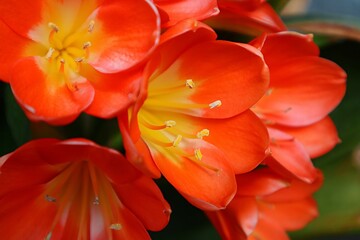 Clivia flower on my balcony