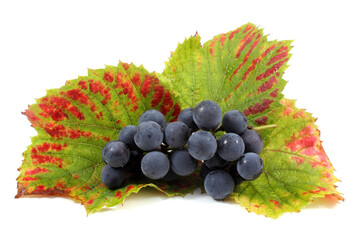 Wine grape cluster with autumn leaves