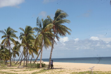 Obraz na płótnie Canvas trees on the beach