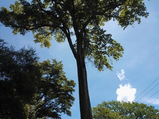 trees and sky