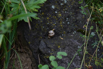 Caracol en el bosque verde