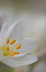 close up of a tiny white lily
