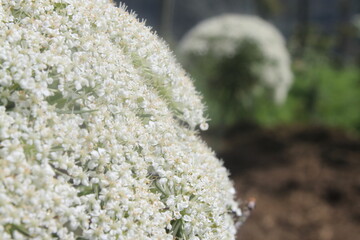 Edelweiss Flower in tropical