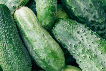 Texture background of green fresh cucumbers. Natural pattern