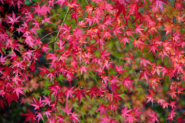 red leaves in autumn