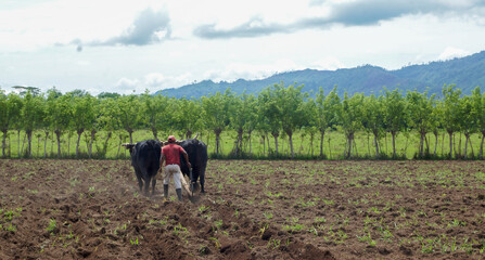 A man plowing a field with a traditional yoke and oxens
