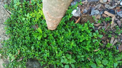 grass
