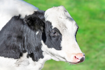 Obraz premium 緑の牧場を背景にした牛の横姿の斜め上からの顔アップ