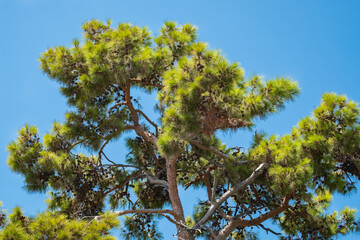 coniferous pine tree, cones, needles