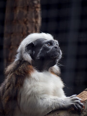 Cotton-top Tamarin