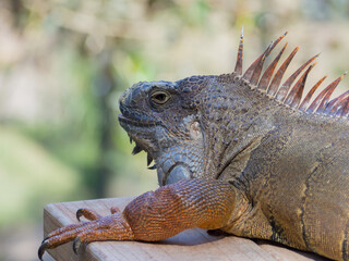 Green Iguana