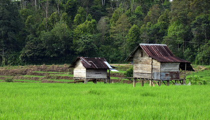 wooden house in the woods