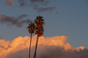 Palm trees against rain colorful clouds at sunset. Image could be useful as graphic resources.