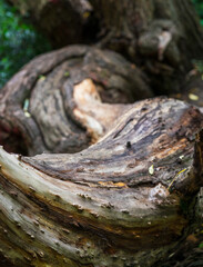 Curved tree trunk with moss , interesting shape