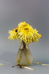 art of Chrysanthemum wither in the vase