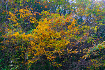 Autumn scenery of Muyu Xiangxiyuan in Shennongjia, Hubei, China
