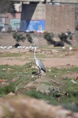 heron