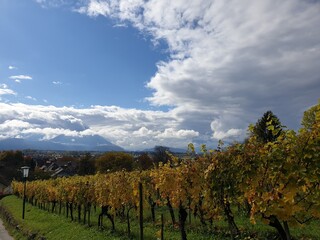 vineyard in autumn