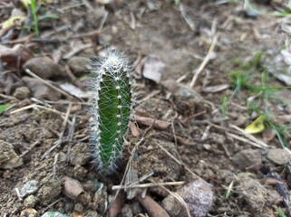 Cactus in fertile land