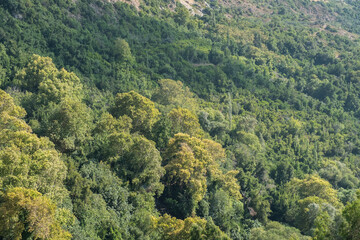 Fototapeta na wymiar forest in the valley, waterfall, antioch, - turkey,