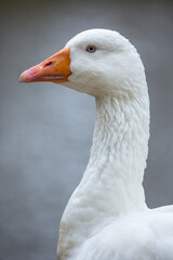 Side profile of a white domestic goose.