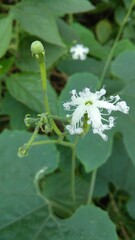 Fototapeta na wymiar A white wild-flower with unique curls on its petals edges 