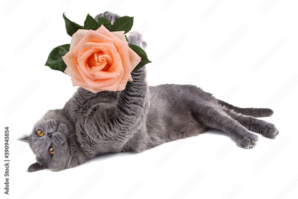 Canvas Prints Funny British cat is holding rose