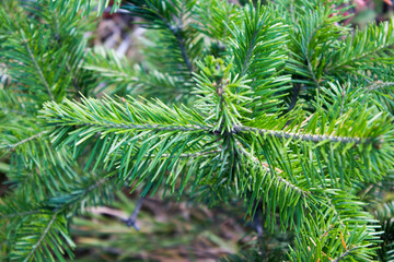 pine needles