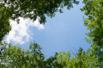Blue sky framed by green foliage. Frame with copy space. Pattern.