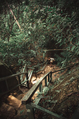 person descending some stone stairs with wooden railings in the middle of the jungle, In Contamana, Loreto, Peru.